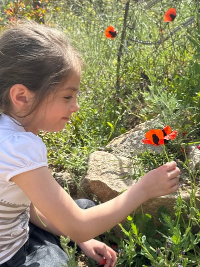 A young girl is outdoors, possibly in the city of Agarak, Armenia, judging by the local flora, observing a bright red poppy with a black center. She is wearing a white shirt and grey pants. The surrounding environment includes green plants, rocks, and additional poppies in the distance. The girl is reaching towards the poppy, seemingly interacting with it. The scene is well-lit, suggesting it is daytime.