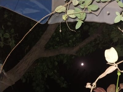 The image depicts a nighttime scene with a full moon in the dark sky. In the foreground, there are several plants with light green and brown leaves. One of the plants has a light-colored, almost white, pod-like structure. A spider is visible on a gray surface, possibly a tarp or tent. In the background, a large tree trunk branches out, with dark green foliage surrounding it. A blue surface, likely part of a tent or shelter, is visible in the lower right corner. The overall mood is serene and quiet, characteristic of a rural night. The presence of the moon and the natural elements suggest the image was taken outdoors in a natural or semi-rural setting. There is no visible text in the image. The location context is Rohati Community of villages, Tajikistan.