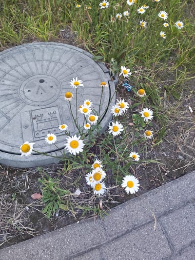 The image shows a close-up view of a concrete manhole cover and several daisies growing in grass and dirt. The manhole cover has a circular pattern and a raised emblem depicting a castle with three towers. The daisies are white with yellow centers and are in various stages of bloom. Some of the daisies are wilting. The surrounding area is covered in dry grass, dirt, and some scattered debris, including a cigarette butt. A section of gray concrete paving stones is visible along the bottom right edge of the image. The scene appears to be an outdoor urban environment.