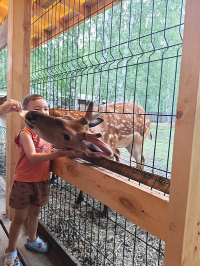 A young boy in an orange t-shirt and brown shorts feeds a deer a piece of yellow food. The boy is standing on a wooden platform, and the deer is reaching through a fence to take the food. In the background, there are trees and a grassy area. The scene is located in the city of Mokhovichki, Russia.