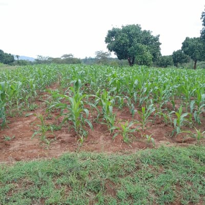 An agricultural field in Kola ward, Kenya, is depicted under an overcast sky. The foreground features a strip of uncultivated ground covered in green grass and weeds. Beyond this, a large expanse of young green maize plants is visible, arranged in linear rows within reddish-brown soil. The maize plants appear to be in an early to mid-growth stage. The background contains several mature trees with dense green foliage, one particularly prominent on the right side of the frame. Distant hills or mountains are faintly silhouetted against the light sky in the far background. No individuals, structures, or discernible actions are observed within the scene.