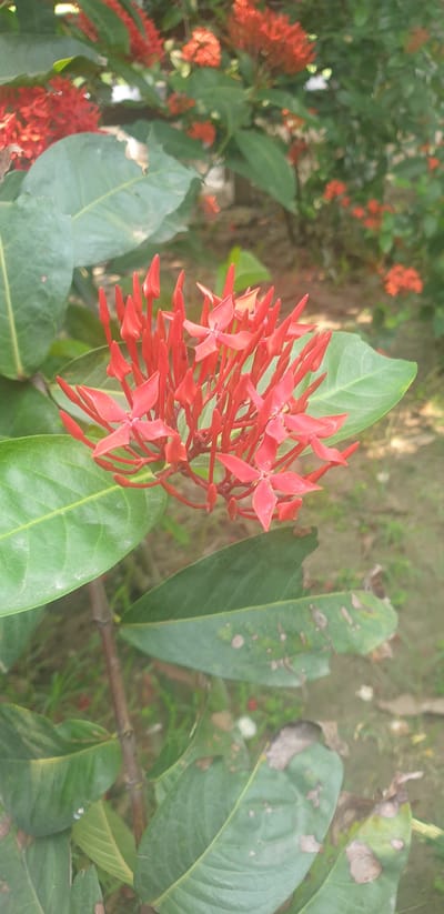 In Rooppur, Bangladesh, a close-up photograph captures a cluster of vibrant red Ixora flowers in full bloom. The flowers are small and star-shaped, with four petals, and are arranged in a dense, umbrella-like inflorescence. They are surrounded by lush, deep green leaves, some of which show signs of minor damage or discoloration. The background is softly blurred, suggesting an outdoor setting with a natural environment. Hints of other red flowers and green foliage are visible in the distance, indicating a garden or natural landscape. The lighting appears to be natural daylight, creating soft shadows and highlighting the texture of the petals and leaves.