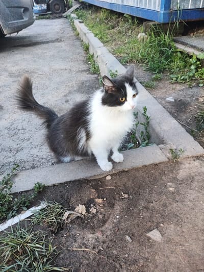 A medium shot captures a black and white cat with yellow eyes standing on a concrete curb. The cat is facing to the right of the frame, with its body angled slightly away from the viewer. Its tail is held high and curves to the left. The cat's fur is long and fluffy, with a distinct patch of black over its left eye and ear, and the rest of its head and body are white.
The concrete curb is bordered by patches of green grass and some dry leaves. The ground on the other side of the curb is a mix of dirt and gravel, with scattered small stones and debris. In the background, to the left, a portion of a dark-colored vehicle is visible, suggesting an outdoor, possibly urban or suburban, setting. To the right, a portion of a blue structure, possibly a building or container, with vertical white lines is present, also set against a backdrop of greenery. The overall lighting suggests it is daytime. The image appears to be taken at ground level.