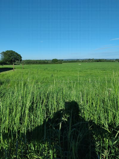 The image shows a rural scene. A field of green grass occupies the majority of the frame, extending towards the horizon. The grass is denser and taller in the foreground, appearing overgrown in places. A clear blue sky is visible above, occupying the left portion of the image. Along the horizon, a line of trees is distinguishable, suggesting a treeline or wooded area. In the mid-ground, there's a faint fence line running across the field. A large tree is visible in the left corner. The location is likely within the vicinity of Stafford, United Kingdom, given the prompt. There are no people visible in the image.