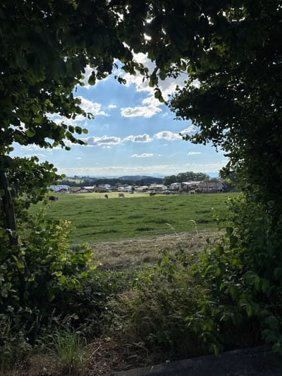 The image depicts a pastoral scene framed by lush green foliage in the foreground, which appears to be trees and bushes. Through this natural archway, a verdant meadow stretches towards a distant village nestled among rolling hills. Several cows are visible grazing peacefully in the meadow. The sky above is a bright blue, dotted with fluffy white clouds, suggesting a pleasant, sunny day. The village in the background features several houses with red-tiled roofs, characteristic of rural Swiss architecture, and some appear to be connected by driveways. The overall impression is one of tranquility and scenic beauty, likely representing a typical countryside vista in the vicinity of Giffers, Switzerland. The composition, with the foliage framing the view, adds depth and a sense of discovery to the scene.