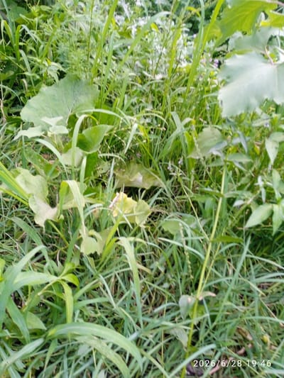 A low-angle, medium shot captures an overgrown, naturalistic scene with a date stamp in the bottom right corner indicating 2026/6/28 19:46. The image is dominated by various green grasses and leafy plants. In the foreground, several broad, light-green leaves are visible, some appearing wilted or curled. Long, thin blades of grass crisscross the frame. In the midground and background, the vegetation continues to be dense and varied, with taller stalks and smaller leaves intermingled. The lighting suggests it is late afternoon or early evening. The location is identified as Belovodskoe, Kyrgyzstan. There are no people or animals present in the image.