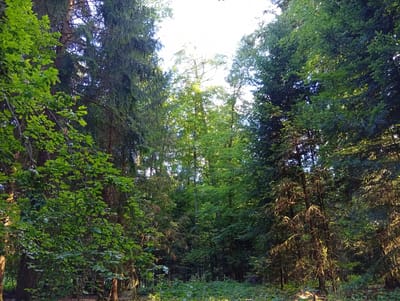 The image depicts a sun-dappled forest floor in Meiniswil, Switzerland. Tall evergreen trees and deciduous trees form a dense canopy overhead, allowing shafts of sunlight to pierce through, illuminating the undergrowth. The ground is covered with lush green foliage and scattered leaves. The scene is natural and undisturbed, suggesting a quiet and serene forest environment. There are no people or animals visible in the image.