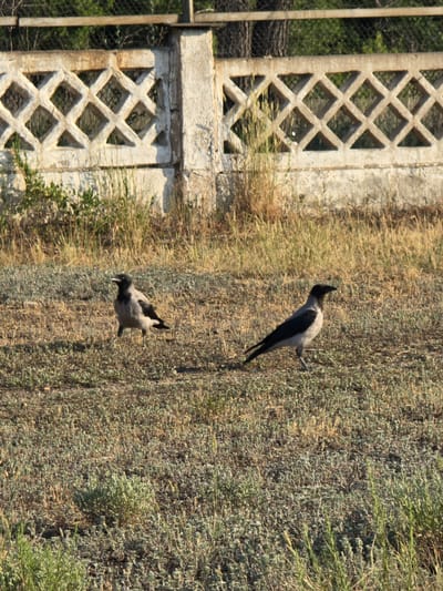 In Shahtinsk, Kazakhstan, a pair of grey crows are pictured on a patch of dry grass and sparse vegetation. The crow on the left stands facing left with its beak slightly open. The crow on the right is facing right, with its head turned to look to the left. Behind the crows is a light-colored concrete fence with a diamond-shaped lattice pattern. Behind the fence, trees and greenery are visible, along with a chain-link fence. The scene appears to be outdoors during daylight hours.
