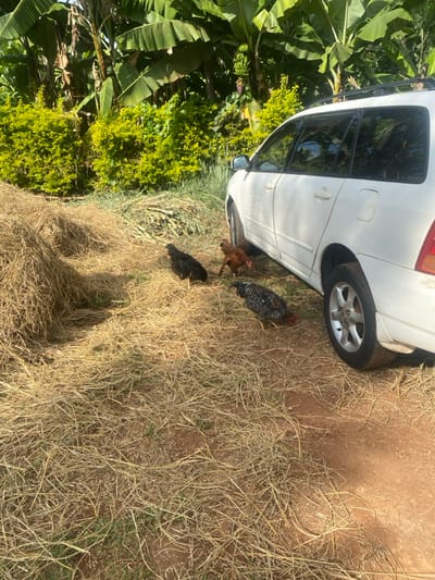 A white car is parked on a grassy and bare dirt area. Three chickens, one black, one brown, and one speckled, stand near the car's rear wheel. Lush green foliage and banana trees grow in the background. The scene appears rural and outdoors, with dry grass covering the ground.