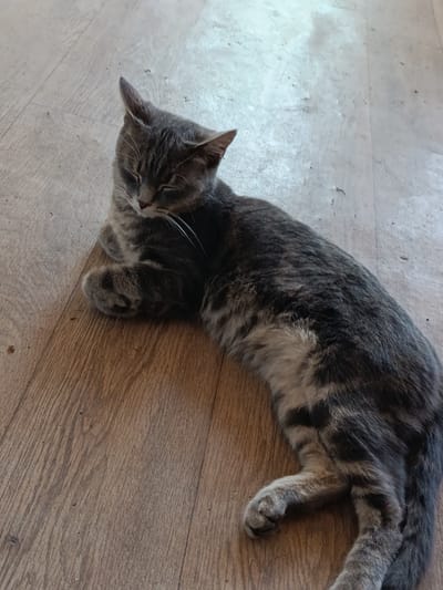 A tabby cat is lying on a wooden floor. The cat is gray with black stripes and has its eyes closed. It appears to be sleeping or resting. The floor is made of light brown wooden planks. The scene is indoors, but the light suggests it might be near a window or a bright area. The cat's fur is short, and its tail is tucked around its body. The overall impression is one of domestic comfort and tranquility. This image was taken in Kentau, Kazakhstan.