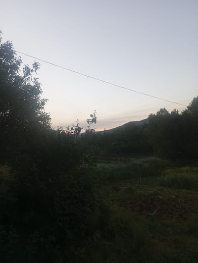 The image depicts a pastoral landscape at dusk, likely in the vicinity of Gyulagarak, Armenia. The foreground is dominated by dark, leafy foliage, with a prominent tree on the left side. In the middle ground, a field is visible, featuring scattered white and yellow wildflowers, and a patch of darker soil. A thin, dark wire stretches diagonally across the upper portion of the image, disappearing into the foliage. The background showcases a densely wooded hillside under a pale, overcast sky that transitions to a hint of sunset colors near the horizon. The overall atmosphere is serene and natural, characteristic of a rural setting. There are no people or animals visible in the frame.