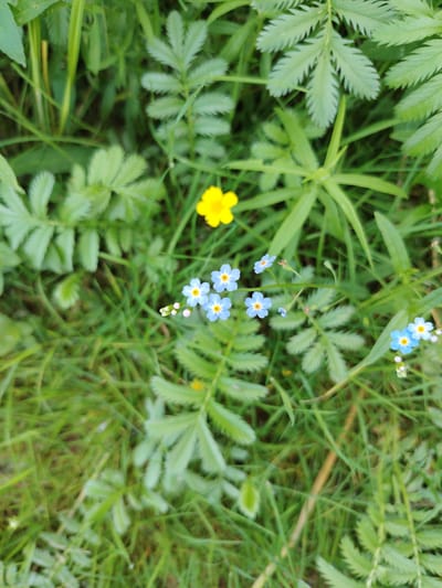 A close-up, overhead shot captures a cluster of small, delicate blue flowers with yellow centers, resembling forget-me-nots, growing amidst vibrant green grass and fern-like foliage. A single, bright yellow buttercup is visible slightly above and to the left of the blue flowers. The scene is natural, with an emphasis on the textures and colors of the plants. The image was taken in or around Козенскі сельскі Савет, Belarus.