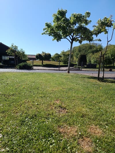 This media file captures a tranquil outdoor scene on a sunny day, likely in Havixbeck, Germany. The foreground is dominated by a lush green lawn, interspersed with patches of dry, brown grass and a few yellow dandelions.
A paved path or road runs horizontally across the midground, separating the lawn from the structures and deeper foliage. Behind this path, a black metal fence extends across the frame. To the left, part of a dark-colored building with a reddish-brown roof is visible, possibly a house or shed. A white sign with the black text "COE HR 600" is prominently displayed on the building's facade, resembling a German license plate.
Several trees are scattered across the midground and background. A prominent tree with a pale trunk and abundant green leaves, many bearing white blossoms, stands in the center-right. To its immediate right, a younger, slender tree is supported by two wooden stakes. Beyond the fence, more dense greenery forms a backdrop of various trees and bushes.
The sky above is clear and uniformly blue, indicating bright, sunny weather. Strong sunlight illuminates the scene, casting shadows that suggest it is either morning or afternoon. No people or active events are depicted, contributing to the serene atmosphere of what appears to be a well-maintained residential or park-like environment.