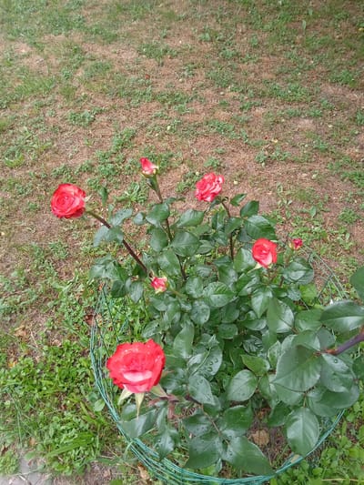 A medium shot, taken from a high angle, captures a cluster of red and white roses in the city of Biloziria, Ukraine. The roses, some fully bloomed and others in bud, are a vibrant contrast against the muted tones of the surrounding environment. The rose bush, protected by a green wire cage, is situated in a yard with patchy, dry grass and scattered green weeds. Water droplets are visible on the rose petals and leaves, suggesting recent rain or watering. The background consists of dry, brown grass and earth, with some darker patches of green vegetation. The lighting appears to be overcast, casting a soft glow on the scene. There are no people or animals visible in the image.