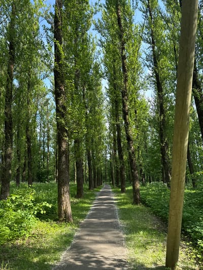 A scenic path winds through a dense forest in Volkhov, Russia. Tall trees line either side of the asphalt path, their branches forming a lush green canopy overhead. Sunlight filters through the leaves, casting dappled shadows on the ground, suggesting it's a bright, clear day. The trees are closely spaced, creating a tunnel-like effect that draws the eye towards the vanishing point in the distance. Lush green grass and smaller plants grow along the edges of the path, adding to the natural beauty of the scene. A large, weathered wooden beam runs horizontally across the upper portion of the image, possibly part of a bridge or an overhead structure. There are no people or animals visible in the image, creating a sense of peaceful solitude and tranquility. The overall impression is one of serene natural beauty, inviting viewers to imagine a peaceful stroll through this verdant forest.