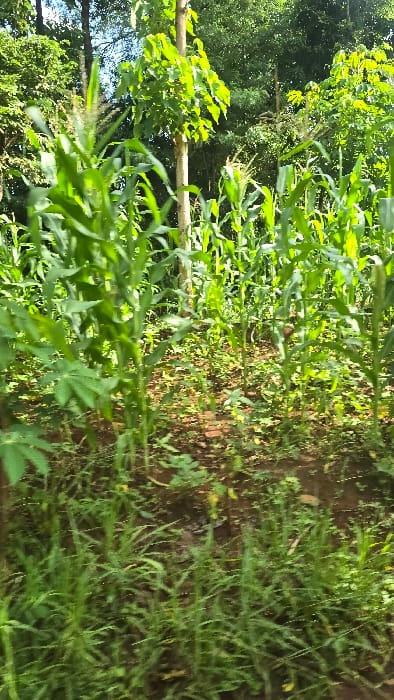The image displays an agricultural field in Shimbi Mashariki, Tanzania, populated by a mix of crops under daylight conditions. The primary subjects are rows of green maize (corn) plants, many of which appear to be at a mid-growth stage with some developing tassels. Interspersed among the maize are cassava plants, recognizable by their distinctive palmate leaves, particularly visible in the foreground and midground.
The field's ground cover varies, with patches of reddish-brown soil visible, often interspersed with green grass and other weeds, especially on the right side of the frame. The overall scene suggests a well-maintained, mixed-crop farming area. In the background, a dense line of taller trees forms the horizon, indicating the edge of the field or nearby natural vegetation.
No human activity or individuals are visible in the static scene. The lighting is bright and even, characteristic of a clear day, possibly mid-morning or late afternoon, as suggested by the soft shadows. There is no visible text or explicit emotional content. The image captures a snapshot of a vibrant, green agricultural landscape.