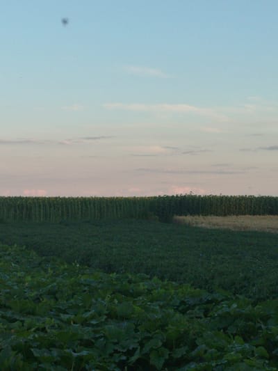 The image depicts a vast agricultural landscape under a pale sky, likely in the city of Holendry, Ukraine. In the foreground, a field of dark green, leafy crops is visible, with large, broad leaves dominating the lower portion of the frame. Behind this, a row of tall, dark green plants, likely sunflowers, stretches horizontally across the middle ground, creating a dense, uniform wall of vegetation. Beyond the sunflowers, a lighter-colored field, possibly wheat or barley, is visible, appearing golden or tan in hue. The sky above is a gradient of light blue and pale pink, with thin, wispy clouds. A small, dark, blurry object is present in the upper left quadrant of the sky, possibly an insect or a smudge on the lens. The overall scene is serene and indicative of rural farmland during daylight hours.