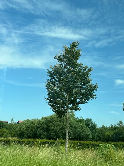 The image shows a young, slender deciduous tree with dense green foliage, centrally positioned in the foreground. The tree's trunk is visible and appears smooth. Behind the tree, a lush green hedge forms a horizontal line across the midground. Beyond the hedge, a dense line of various trees and shrubs creates a verdant backdrop. In the upper left portion of the background, two house roofs with orange tiles are partially visible peeking above the trees, suggesting a residential area. The foreground consists of tall, wild green grass with some scattered yellow and white wildflowers. The sky above is a clear, bright blue with wispy white clouds. The scene is a natural outdoor environment, likely a park or a suburban edge, in the city of Leeuwarden, Netherlands. There are no people or animals present in the image.