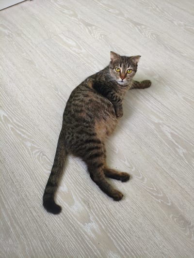 A tabby cat with yellow eyes is lying on a light-colored wooden floor. The cat is facing the camera and looking directly at the viewer. Its body is stretched out, with its front paws extended and its back legs tucked underneath. The cat's fur is a mix of brown, black, and orange stripes. The floor has a wood grain pattern. The lighting suggests it is daytime, and the scene appears to be indoors. There is no visible text in the image. The cat's expression could be interpreted as calm or curious. The setting is a simple indoor space with a wooden floor, potentially a home or a room in a building.