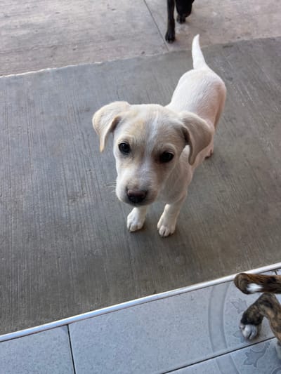 A light-colored puppy stands on a gray surface, looking up at the camera with wide, dark eyes. Its ears are floppy and partially folded. A small portion of another dog, with brindle-patterned legs and white paws, is visible in the upper right corner. To the left, a third dog can be seen with black legs. The background consists of concrete and tiled flooring.