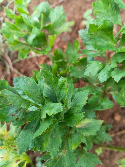 A close-up reveals vibrant green parsley growing in a garden. The leafy plant is densely packed with foliage. Brown soil surrounds the base. Some leaves show signs of minor discoloration. Overall, the parsley appears healthy and thriving.