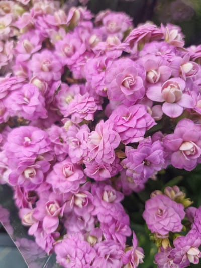 The image is a close-up, overhead shot of a cluster of bright pink flowers, likely Kalanchoe. The flowers are densely packed, with many individual blossoms layered on top of each other. Each flower has multiple petals, often curled and ruffled, creating a textured appearance. The color ranges from a soft pink in the center of some blooms to a more vibrant magenta on the outer edges of others. The background is a dark, out-of-focus blur, emphasizing the flowers. There are hints of green foliage interspersed among the blossoms. A reflective, transparent material, possibly plastic wrapping or a glass surface, is visible in the lower right corner, catching highlights and obscuring some of the flowers. The lighting appears bright and diffused, suggesting an indoor setting or an overcast day. There is no visible text. The overall impression is one of abundant, vibrant floral beauty.