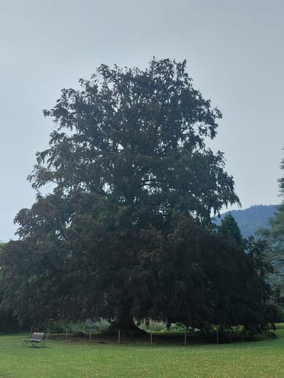 A very large, dark-leafed tree dominates the center of the image. Its branches spread wide, creating a dense canopy. The tree is set in a park-like area with a neatly mowed green lawn in the foreground. A dark-colored, slatted park bench is positioned on the grass to the left of the tree. A low fence, made of thin posts and rope, encircles the base of the tree. In the background, a gentle slope of trees and hills is visible under an overcast, pale sky. The overall scene suggests a peaceful, outdoor setting in Levico Terme, Italy, possibly in a public park or garden, given the bench and manicured lawn.