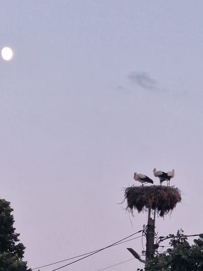 In Manastir, Bulgaria, a low-angle shot captures a stork's nest built atop a utility pole. Three storks are visible within the nest, which is constructed from twigs and straw. The sky is a pale, hazy blue, with a luminous full moon positioned in the upper left quadrant of the image. The lower portion of the frame shows the dark silhouettes of trees and power lines, suggesting an outdoor setting at dusk or dawn.
