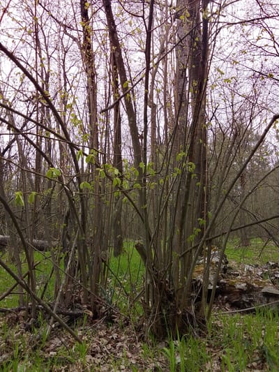 This media file depicts a dense deciduous forest scene during early spring. The foreground is dominated by a cluster of young trees or shrubs with numerous slender, dark brown branches. Small, bright green leaves are just beginning to unfurl on these branches, signifying new growth.
The forest floor is covered with a layer of dried brown leaves, interspersed with patches of vibrant green, newly sprouted grass. In the mid-ground and background, more mature trees stand, their bare branches creating an intricate network against a pale, overcast sky. Some fallen logs or decaying wood debris are visible on the forest floor, particularly towards the left and right sides of the image.
No people or human-made objects are visible, emphasizing the natural, untouched environment. The activity captured is the natural process of trees leafing out in spring. The time of day appears to be daytime under an overcast sky, as indicated by the soft, diffused lighting and lack of strong shadows. The image conveys a sense of quiet renewal and the transition of seasons. No visible text is present. The location is contextualized as Елец-Маланино, Russia.