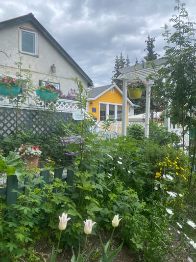 The image depicts a charming garden scene with a bright yellow house in the background, partially obscured by lush greenery and flowers. A white pergola runs along the side of the house, adorned with hanging flower baskets. The house itself appears to be a single or two-story dwelling with white trim and windows. Beyond the yellow house, another white house with a white picket fence is visible. The foreground is dominated by a variety of plants, including blooming white and yellow flowers, as well as pale pink tulips. A green wooden fence runs along the right side of the frame, with a lattice pattern visible behind some of the plants. Several planters are attached to a white lattice structure on the side of the house, filled with colorful flowers. The sky is overcast, suggesting a cloudy day. The overall impression is one of a well-tended, vibrant garden, likely in a residential area, perhaps during late spring or summer. No people are visible in the image. The scene evokes a sense of peaceful domesticity and natural beauty. There is a house number visible on a sign behind the greenery, reading "306."