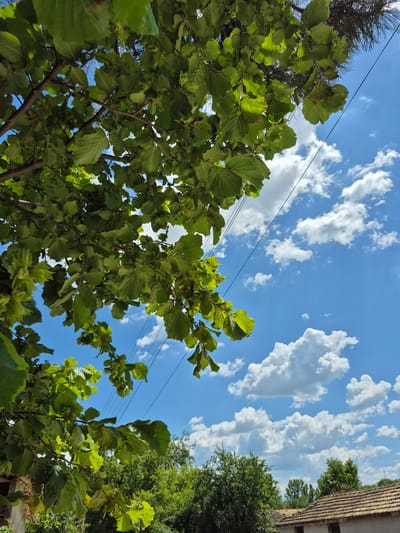 The image captures a low-angle view of a tree with lush green leaves against a bright blue sky filled with fluffy white clouds. Several power lines are visible diagonally across the sky. In the background, a dense canopy of green trees is present, and below that, the tiled roofs of what appear to be houses. The scene suggests a sunny day in a semi-rural or suburban area, possibly in Kardam, Bulgaria, given the presence of traditional tiled roofs and overhead electrical infrastructure. No people are visible in the image.
