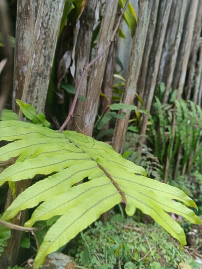 A vibrant green fern with segmented fronds takes center stage. Dark lines mark each segment. Behind it, a weathered wooden fence or structure adds a rustic backdrop. A thin, brown vine winds its way through the scene, connecting the fern to the background. Smaller ferns and ground cover add depth and texture at the base. The scene suggests a natural, overgrown environment.