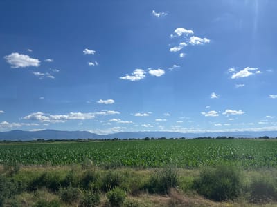 A wide-angle landscape shot captures a vast, green cornfield stretching towards a line of trees and distant mountains under a clear blue sky dotted with fluffy white clouds. In the foreground, wild grasses and brush form a textured border. The scene appears to be a rural agricultural area in Voysil, Bulgaria, under bright daylight conditions. No people or animals are visible.