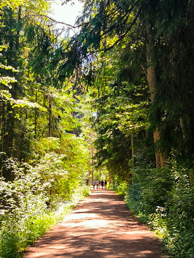 The image depicts a dirt path winding through a dense forest, likely in Antiņciems, Latvia. Sunlight filters through the canopy of tall trees, casting dappled shadows on the path. The path is lined with lush green foliage and undergrowth. In the distance, a small group of people, appearing to be three or four individuals, are walking away from the camera down the path. They are silhouetted against the brighter background and are not clearly identifiable. The scene evokes a sense of tranquility and nature.