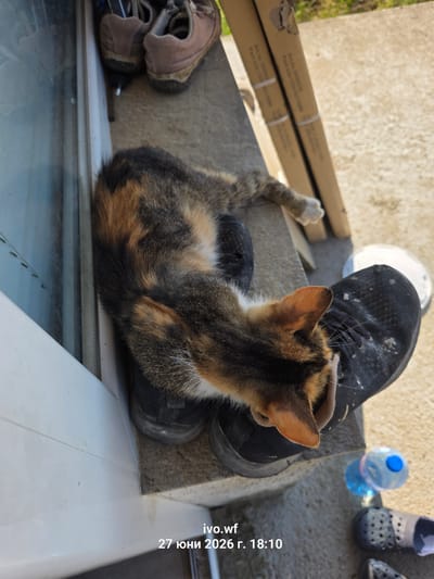A calico cat is sleeping on a concrete ledge next to a white window frame. The cat is curled up on top of two black athletic shoes. In the background, there are two pairs of brown shoes and two cardboard boxes. To the right of the shoes, a plastic water bottle with a blue cap is visible. The image also contains text overlaying the bottom right corner, reading "ivo.wf 27 юни 2026 г. 18:10". The scene appears to be outdoors on a sunny day. The location is Chal, Bulgaria.