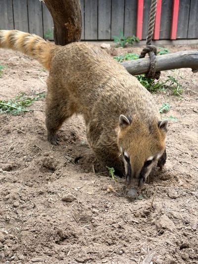 The image shows a South American coati digging in the dirt. The coati is brown and tan with a ringed tail. It is standing on its hind legs and using its front paws to dig in the dirt. The dirt is dry and dusty. There are some small pieces of vegetation scattered around. The coati appears to be at the Ķekava Zoo in Latvia. The coati is digging near a wooden structure and a rope.
