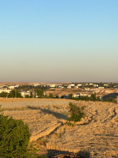A panoramic view captures a rural settlement in Adıyaman, Turkey, at golden hour. The foreground is dominated by a field of ripe wheat, its golden stalks curving gently with the contours of the land, imprinted with the tracks of agricultural machinery. A lone tree with sparse green foliage stands in the middle of this field. In the midground, a town unfolds with a collection of white and light-colored buildings, interspersed with evergreen trees. The buildings exhibit simple architectural styles. Power lines and utility poles are visible throughout the settlement, indicating the presence of infrastructure. The background reveals a vast, hazy landscape stretching towards the horizon, suggesting a dry, arid environment under a clear, pale blue sky that transitions to a warmer hue near the horizon. The overall scene conveys a sense of peaceful rural life bathed in the warm light of the setting sun.