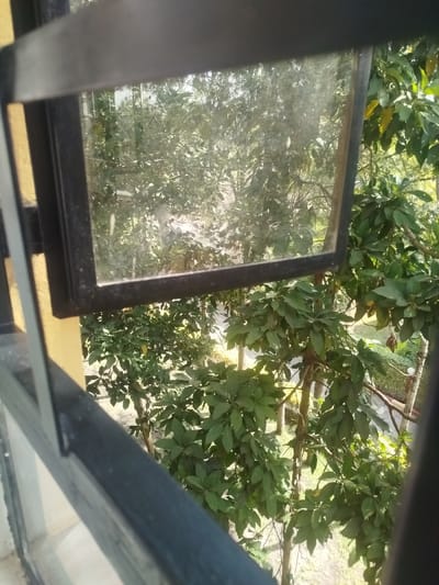 The image displays an outdoor scene viewed through a window, dominated by lush green foliage. In the foreground, parts of a dark-colored, likely metal, window frame are visible. A small, square window pane, also framed in black, appears to be partially open, tilting inward. This glass surface shows some reflections and minor smudges. To the left, a vertical yellow bar or structure, possibly part of the building's exterior or window grille, is visible.
Beyond the window, a dense expanse of healthy, broad-leafed trees fills the background, creating a vibrant green canopy. Sunlight filters through the leaves, indicating a bright, sunny daytime. No specific activities or events are taking place; it's a static view of nature from an indoor perspective. The verdant environment suggests a garden, park, or natural forested area directly adjacent to the building. The appearance of the foliage is consistent with a tropical or sub-tropical climate, aligning with the provided location context of Keekonyokie ward, Kenya. There is no visible text in the image.