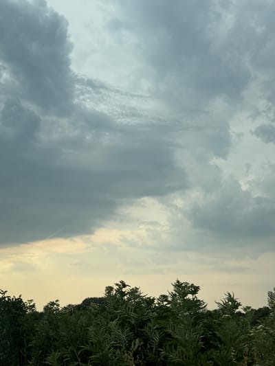 This media file captures a sky filled with dramatic, layered clouds, ranging from dark, heavy formations on the left to lighter, wispy ones towards the right. A warm, golden light peeks through the clouds on the right side, suggesting either sunrise or sunset. The lower right portion of the image features the dense, dark green foliage of trees, creating a stark contrast with the ethereal sky. The leaves are feathery and abundant, with some branches extending into the frame, indicating a close-up perspective of the natural environment. The overall mood is serene and atmospheric, with the interplay of light and shadow across the clouds evoking a sense of calm and natural beauty. The image is oriented vertically. There is no visible text.