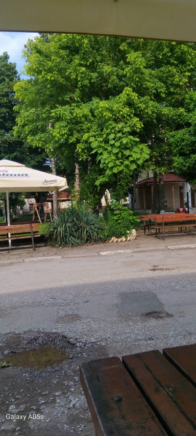 The image, rotated 90 degrees counter-clockwise, presents an outdoor scene, likely a cafe or resting area adjacent to a dirt road in Zavoy, Bulgaria. The setting is illuminated by bright natural light, suggesting daytime with sunny weather.

The left and central portions of the image are dominated by abundant, lush green foliage from numerous trees and bushes. In the foreground on the right, the edge of a rustic wooden bench or table is visible. A light-colored, possibly beige, large outdoor umbrella is prominent towards the bottom center, featuring the brand name "Ариана" (Ariana) and smaller text below, including "светло пиво" (light beer) and "тъмно пиво" (dark beer), indicating its commercial association.

A grey, unpaved or dirt road with visible cracks and scattered gravel runs through the middle of the scene. Along the left side of this road, a line of green bushes and spiky plants, possibly Yucca, are planted, bordered by a decorative element resembling braided rope or tires. In the background, partially visible through the trees, is a building with a red-brown tiled roof and wooden support pillars, further suggesting a cafe or restaurant structure. No people are present in the image. In the bottom right corner, a watermark displays "Galaxy A05s".