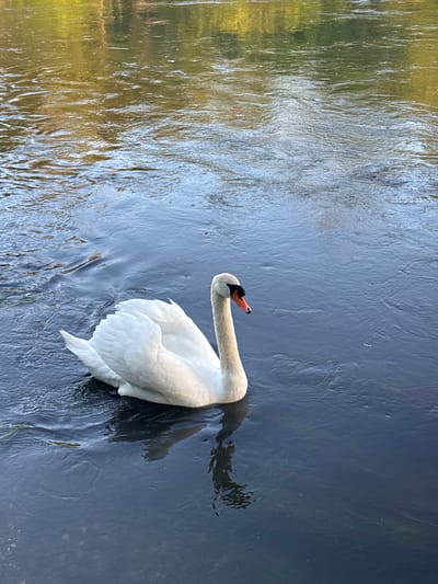 The image shows a white swan swimming in a body of water. The water reflects trees and foliage, suggesting a natural environment, likely a lake or river. The swan is oriented with its head and neck curved, facing left in the frame. The water surface is rippled, indicating movement. The location is La Wantzenau, France.