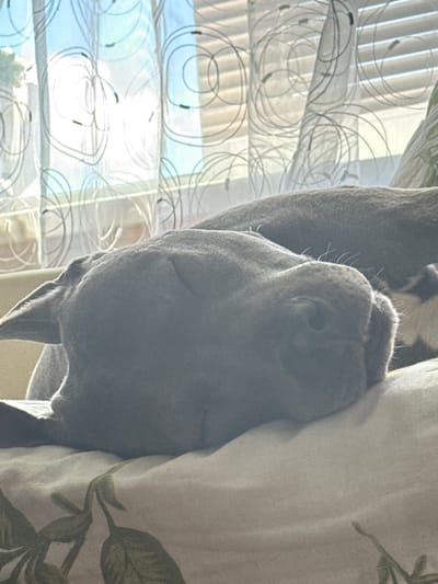 A close-up shot shows a grey dog sleeping on a pillow. The dog's head is turned to the side, with its eyes closed and its snout resting on the pillow. The dog's fur is short and sleek, and it has a white patch on its chest. In the background, a window is visible with blinds and sheer curtains. The curtains have a pattern of swirling black lines. The scene appears to be indoors, possibly in a home. The lighting suggests it is daytime, with natural light coming from the window. The image does not provide any specific visual cues to determine its location within Valozhyn, Belarus.