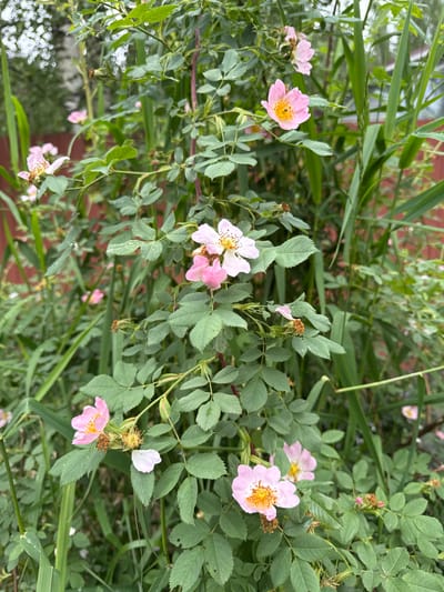 A medium shot captures a climbing rose bush with delicate pink blossoms in bloom, set against a backdrop of lush green foliage and tall grasses. The scene appears to be located outdoors, possibly in a garden or natural area, with a hint of a reddish-brown fence visible in the background. One rose, positioned prominently in the foreground, displays its vibrant petals surrounding a cluster of yellow stamens. The lighting suggests an overcast day, with soft, diffused light illuminating the scene. The location is identified as Pobeda, Russia.
