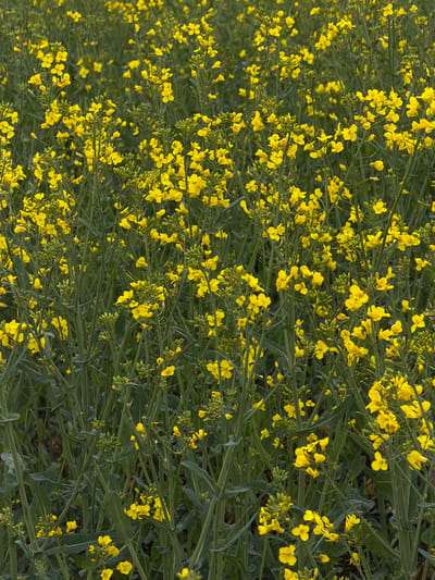 The image depicts a field of flowering rapeseed (Brassica napus) plants. The location is potentially in or near Auvers-sur-Oise, France based on the user prompt but there is nothing in the image to conclusively confirm this location. The plants are densely packed, with bright yellow flowers dominating the view. Green stems and leaves are visible amongst the blossoms. There are no people, animals, or structures depicted in the frame.
