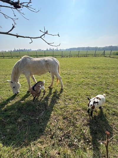 The image captures an outdoor scene within a pasture located in Bû, France, under a clear, bright blue sky with direct sunlight. A light-colored horse, off-white to pale grey, stands in the left-center, with its head lowered, actively grazing on the sparse green and brown grass. Adjacent to the horse's front legs, a smaller goat, exhibiting a mottled brown and white coat pattern, also has its head directed downwards towards the ground. A second small goat, predominantly white with brown patches and distinct black markings around its eyes and ears, is positioned in the lower right foreground, facing the camera. All animals cast elongated shadows towards the left, indicating the sun's position. Bare, dark tree branches extend into the upper left corner of the frame, partially obscuring the sky. A wire fence, supported by wooden posts, runs horizontally across the mid-ground, separating the immediate pasture from a cultivated field beyond it. A distant treeline marks the horizon.