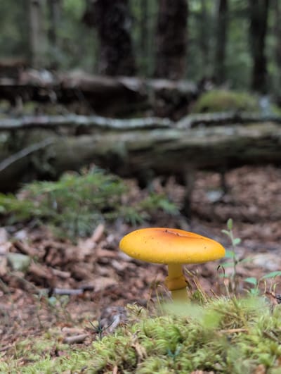 The image depicts a close-up view of a single, vibrant yellow mushroom with an orange-red top, growing amongst lush green moss on a forest floor. The mushroom is the central subject, with its cap slightly tilted. The background is a blur of greens and browns, suggestive of a dense forest setting with fallen logs and trees. The lighting appears natural, filtering through the canopy. There are no people, animals, or man-made objects visible in the scene. The location is specified as Campobello Parish, Canada.