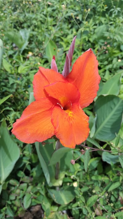 An orange Canna lily flower is in full bloom, centered in the frame. The petals are a vibrant orange, with yellow speckles in the throat of the flower. Two unopened buds, a deep pinkish-red, are visible above and to the left of the bloom. The flower is surrounded by lush green foliage, with large, elongated leaves characteristic of Canna lilies. The background is a blur of green, indicating a garden or natural setting. There are no people or animals present in the image. The image appears to be a close-up shot, focusing on the detail of the flower. The lighting suggests it was taken during the day, with natural light illuminating the scene. The overall impression is one of natural beauty and vibrant color. This image could have been taken in any garden in Panteraya, Indonesia, as Canna lilies are a common ornamental plant in tropical and subtropical regions, including Indonesia.