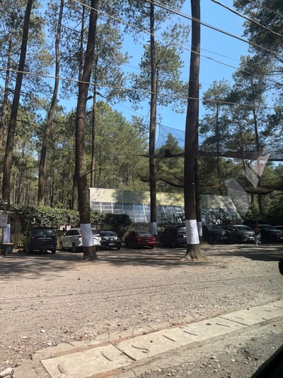 The image depicts an outdoor scene in Cikole, Indonesia, characterized by a dense pine forest under a clear blue sky. Numerous tall, slender pine trees with dark trunks and green foliage dominate the background and mid-ground. Overhead, multiple thin metallic cables crisscross the frame, and black mesh netting is strung between several tree trunks, suggesting an overhead structure or activity area.

In the mid-ground, behind the trees and parked cars, a large, low-rise building is visible. It features a light-colored, possibly corrugated metal or panel roof, with large glass or transparent panels forming its front facade. The building is fronted by a dense green hedge.

The foreground and mid-ground consist of an unpaved parking area covered in dirt and gravel, appearing uneven and scattered with small stones. Several vehicles are parked: on the left, a black multi-purpose vehicle (MPV) with the Indonesian license plate `A 1853 UH` is visible from the rear. To its right, a white sport utility vehicle (SUV) is parked. Further right, several dark-colored vehicles are partially visible, and a red car is parked on the far right edge of the parking area.

Several prominent pine tree trunks stand within the parking area, some of which are wrapped with white material around their lower sections. One person is visible in the mid-right of the parking area, walking away from the camera, wearing blue jeans and a light-colored top. The immediate foreground shows a rough dirt path bordered by a concrete curb or barrier, which has several exposed metal rebar elements protruding from its surface.