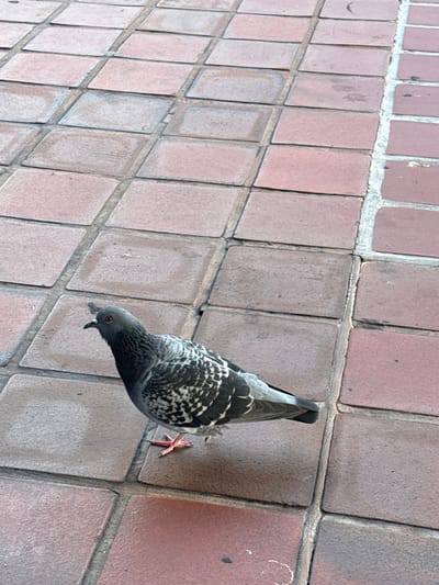 A common rock dove (pigeon) stands on a paved outdoor surface in Hialeah, United States of America. The bird, positioned in the lower center of the frame, features a grey head with a visible reddish-orange eye and a white cere above its beak. Its body and wings are covered in a mottled pattern of grey and white feathers. Its legs and webbed feet are reddish-orange. The ground consists of numerous square, reddish-brown interlocking pavers, exhibiting signs of wear and varying levels of discoloration. Visible grout lines separate the individual tiles. A shadow is cast directly beneath the pigeon, indicating a light source from above. No other subjects, individuals, or objects are present in the immediate vicinity, and no active interactions are depicted.