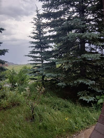 The image shows a close-up view of blue spruce trees and surrounding vegetation. The trees are tall and dense with blue-green needles, characteristic of spruce trees. The foreground is filled with long, green grass that appears somewhat overgrown. In the background, there are more trees, some power lines, and a distant landscape with a cloudy sky. There are no people visible in the image. The scene appears to be a natural or semi-natural outdoor environment, possibly a park or a yard with wilder growth. The lighting suggests it is daytime, with overcast conditions.